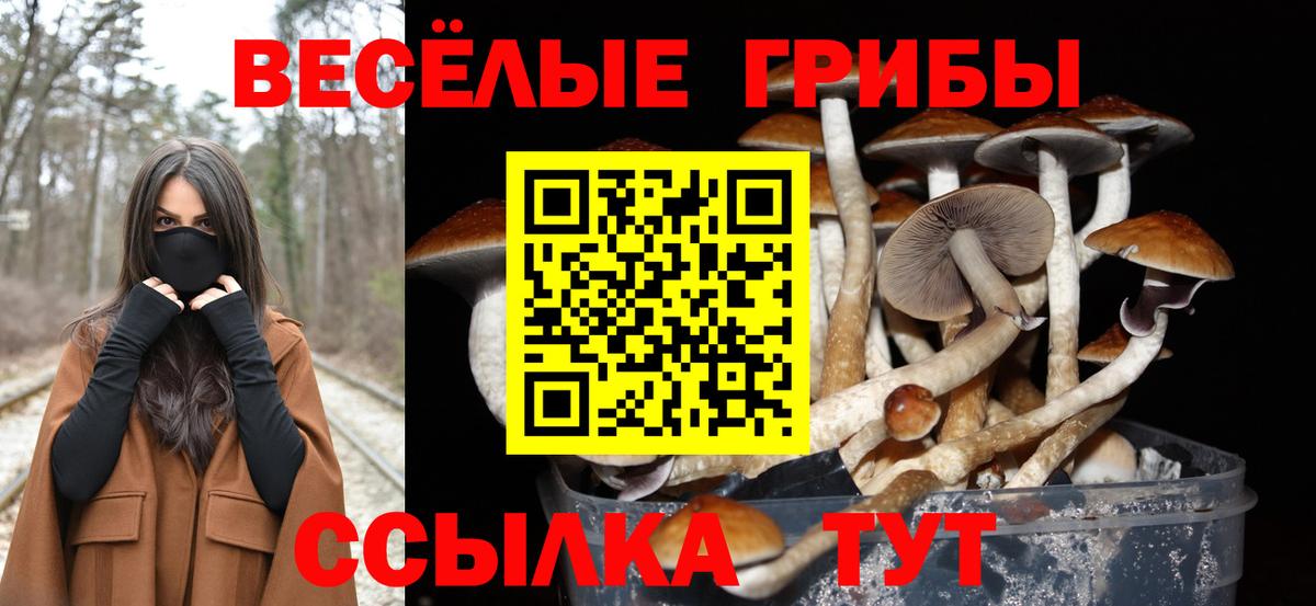 Псилоцибиновые грибы прущие грибы  Псилоцибиновые грибы Psilocybe  купить   Новоалтайск  Вход с VPN 